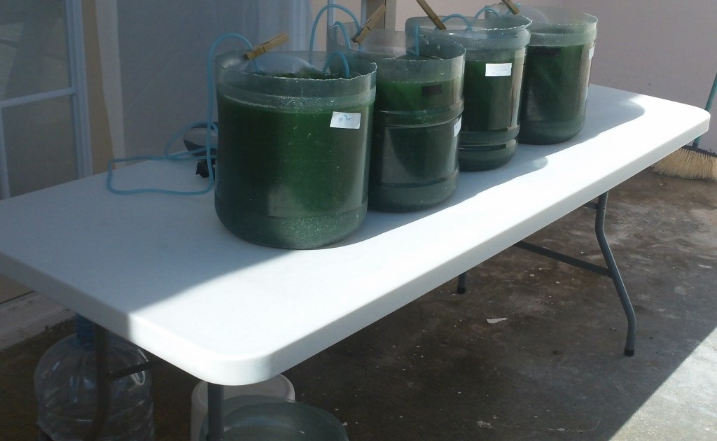 Spirulina in 5 gallons